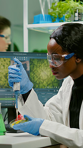 从试管中提取基因溶液的生物学家科学家非洲女研究员科学化学制药样本植物学研究树苗生物农业生长图片