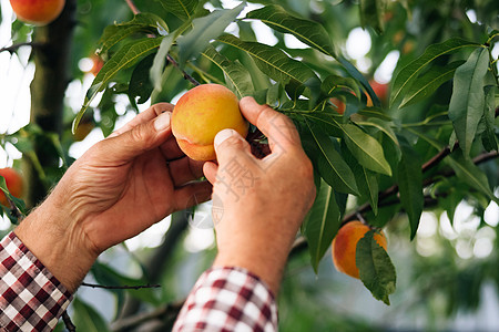 穿着制服的成熟农民在私人花园里种植有机新鲜桃子 戴夏帽的老人在绿色花园工作 检查年轻的桃子 成熟的果实长在树上 收成退休农学家老图片