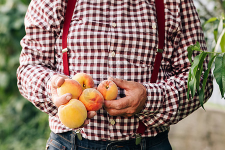在阳光明媚的日子里 男性手掌中握着几个新鲜美丽的桃子果实 桃果实 果实在阳光下成熟 收获时间 果桃园背景图片