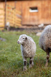牧羊和羊羔在绿草上吃草 养羊 做家务动物配种母羊牧场小屋剪刀外壳农村工作毛皮图片