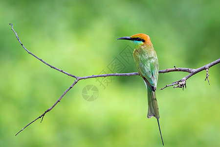 绿色食蜂鸟的图象印在树枝上依恋摄影枝条照片鸟类治愈动物热带翅膀异国图片