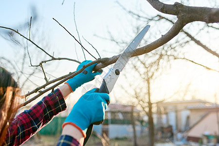 特写了一名女园丁 将一根锯子砍掉果树枝农场生长果园女性果树季节工作工人金属园艺图片