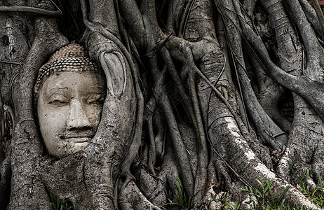 古佛头嵌在玛哈泰寺看不见的一棵榕树中文化木头生长佛头树干地标历史精神佛教徒公园图片