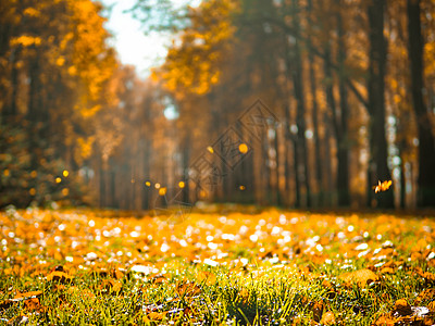 秋天公园 有落叶 复制空间图片