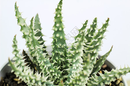 白色背景的植物向日葵凝胶小麦力量洗剂溶剂植物群皮肤科奶油叶子图片
