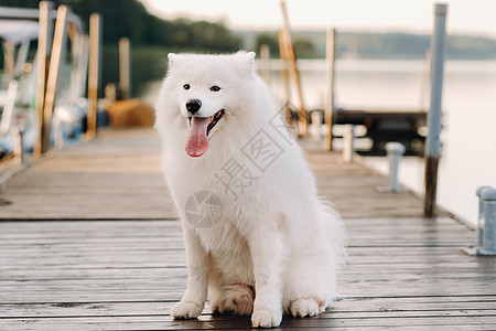 一只大白狗在游艇附近的码头上坐着木码头宠物犬类萨摩耶后卫朋友哺乳动物墙纸毛皮安全图片