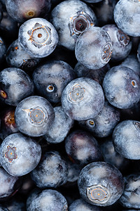 新鲜蓝莓背景 质地蓝莓果合起来食物营养蓝色市场浆果覆盆子水果采摘饮食收成图片