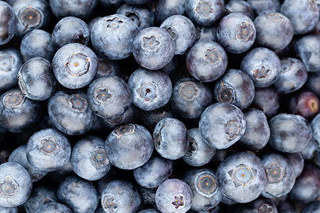 新鲜蓝莓背景 质地蓝莓果合起来水果市场蓝色营养饮食收成采摘覆盆子食物浆果图片