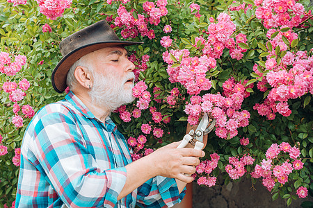 工作在玫瑰背景的庭院里的祖父 祖父在花园里享受鲜花 春天背景下留着胡子的英俊老人的画像图片