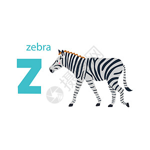 可爱的斑马卡 与动物的字母表 色彩缤纷的设计 用于教孩子们字母表学习英语 白色背景上平面卡通风格的矢量插图图片