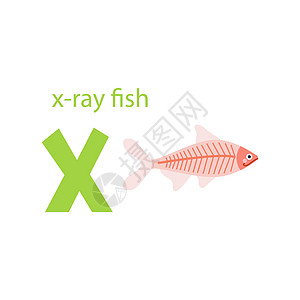 鱼 X 光卡 与动物的字母表 色彩缤纷的设计 用于教孩子们字母表学习英语 白色背景上平面卡通风格的矢量插图图片