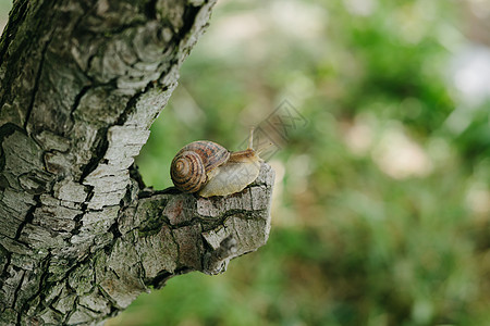 蜗牛坐在一棵树上 雨后被打碎了季节动物群动物环境贝类叶子植物树木野生动物宏观图片