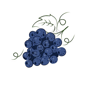 白色背景中的蓝色葡萄和葡萄浆果的明亮葡萄叶图片