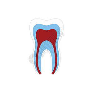 牙齿结构解剖与所有部分包括牙釉质牙本质牙髓腔根管血液供应医学教育和牙科保健车身体图表空腔脖子口腔科搪瓷本质插图药品水泥图片