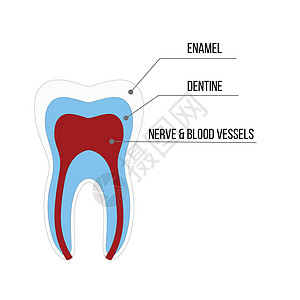牙齿结构解剖与所有部分包括牙釉质牙本质牙髓腔根管血液供应医学教育和牙科保健车牙疼水泥牙医卫生科学插图磨牙神经搪瓷解剖学图片