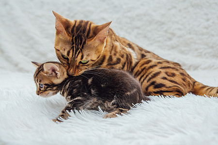 白愤怒的毯子上的小小猫和孟加拉猫动物孩子金子小猫哺乳动物短发童年婴儿宠物哺乳期背景图片