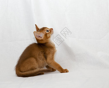 阿比西尼猫毛皮宠物虎斑眼睛猫科动物游戏橙子动物材料小猫图片