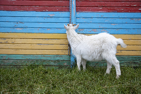 白山羊小孩站在有色围栏内牛奶孩子们动物村庄宠物场地荒野农业农村哺乳动物图片