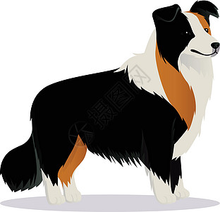 边境牧羊犬动物红色白色牧羊犬宠物黑色哺乳动物三色边界卡通片图片