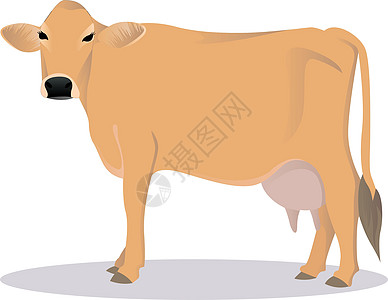 泽西牛农场白色反刍动物奶制品动物牛奶奶牛黑色蹄子哺乳动物图片