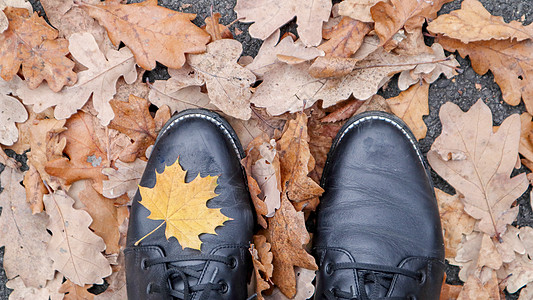 枫叶 黑色靴子腿的顶视图图像 黄色的秋叶躺在绿草上 树叶上覆盖着初霜 图片中可以看到穿着黑色靴子的腿图片