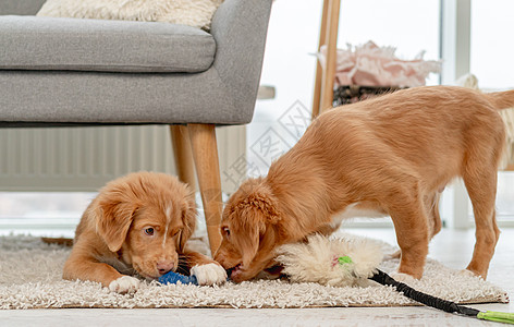 家里的几只小狗友谊动物宠物犬类猎犬毛皮玩具收费朋友哺乳动物图片