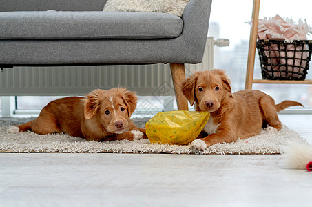 家里的几只小狗犬类收费友谊哺乳动物闲暇朋友动物毛皮宠物夫妻图片