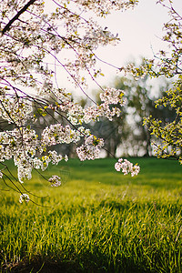在温暖的日落光线下 果园里的樱花盛开 美丽的自然场景与分支盛开和太阳耀斑 春天的花朵 春天阳光树木公园季节花园纪念馆首都盆地日出图片