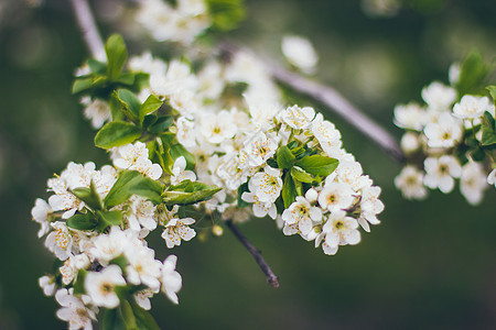 绿色背景上的杏花 美丽的自然场景与盛开的分支 春天的花朵 春天花园日出阳光树木樱花纪念馆日落太阳耀斑叶子首都图片