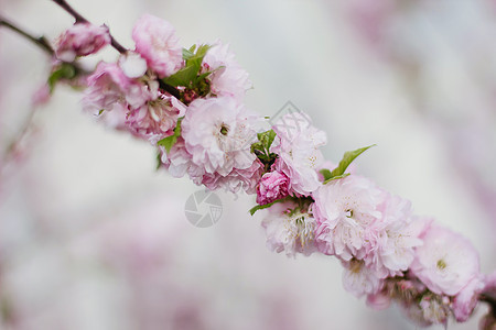 粉红樱花或春天的樱花宏观植物花园蓝色季节花瓣生长植物学晴天果园图片