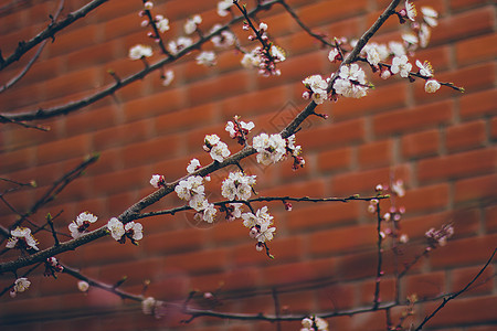 红砖墙上的杏树花 美丽的自然场景和盛开的树枝 春花 春天图片
