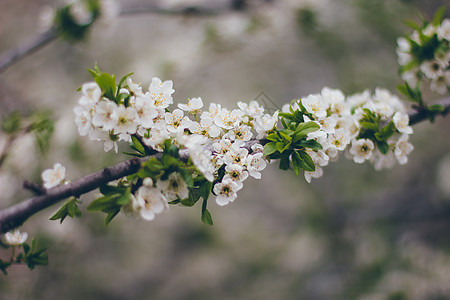 绿色背景上的杏花 美丽的自然场景与盛开的分支 春天的花朵 春天农场樱花日出太阳耀斑花园公园树木叶子问候日落图片