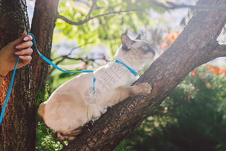 猫爬树 猫在树上狩猎 可爱的猫肖像留在树枝上 没有尾巴的纯种短毛猫 湄公河短尾猫坐在树上 自然条件下树枝上的猫动物母鸡猎物树干猫图片