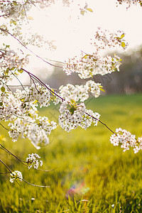 在温暖的日落光线下 果园里的樱花盛开 美丽的自然场景与分支盛开和太阳耀斑 春天的花朵 春天投标问候首都分支机构季节纪念馆树木水果图片