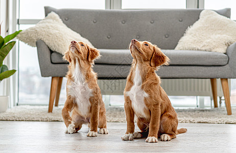 家里的几只小狗闲暇哺乳动物地面动物夫妻犬类毛皮宠物猎犬朋友图片