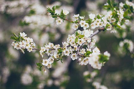 绿色背景上的杏花 美丽的自然场景与盛开的分支 春天的花朵 春天日落花园纪念馆樱花季节公园太阳耀斑花瓣叶子阳光图片