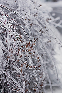 冰雪覆盖的树枝来自一场冰暴 冰柱是由冻雨形成的叶子冻结场景天气冰盖宏观环境风暴森林气象图片