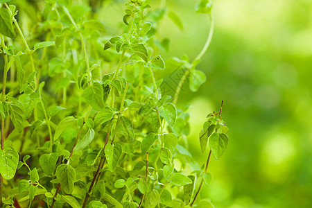 罗斯玛丽树丛生长香料草本衬套调味品花园叶子芳香草本植物烹饪图片