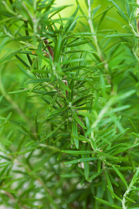 罗斯玛丽树丛香料草本枝条草本植物衬套食物绿色药品宏观迷迭香图片