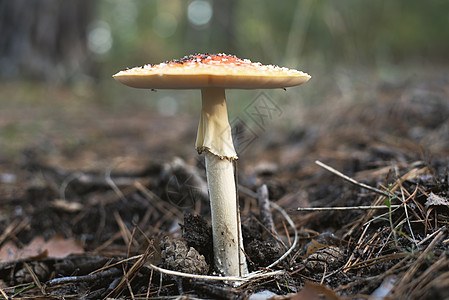 或苍蝇迷彩是有毒的蘑菇图片