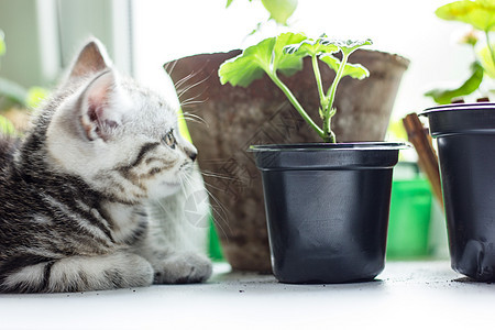 灰猫坐在家用植物附近的白色表面上猫科猫咪动物宠物毛皮眼睛虎斑灰色哺乳动物图片