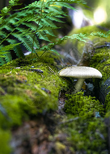 森林景观的特写垂直照片 — 倒下的树上的蘑菇穿过苔藓 阳光穿过茂密的树叶图片
