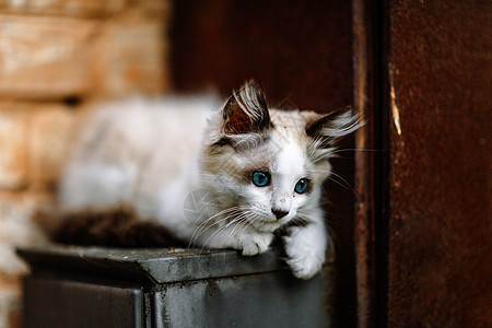 无家可归的阴险小白猫 一只蓝眼睛的美丽的猫猫科动物孩子头发猫咪小猫晶须眼睛婴儿草地哺乳动物图片