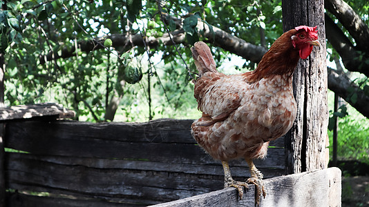 在阳光明媚的日子里 在五颜六色的夏日背景下 一只大红褐色的蛋鸡在乡下 属于蛋类鸡 家禽育种 鸡和蛋生产家畜母鸡羽毛院子饮食农业环图片