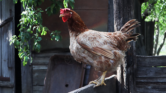 在阳光明媚的日子里 在五颜六色的夏日背景下 一只大红褐色的蛋鸡在乡下 属于蛋类鸡 家禽育种 鸡和蛋生产村庄公鸡宠物鸟类羽毛饮食营图片