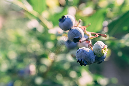 生长中蓝莓自然新鲜高清图片