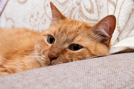 红猫看镜头 大可爱的眼睛很漂亮獠牙牙齿肥猫耳朵猫科动物格子爪子床罩鼻子舌头图片