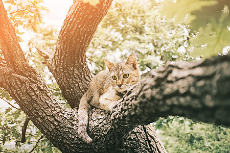 在阳光明媚的夏日 猫躺在橡树上图片