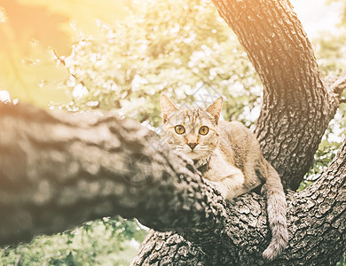 阳光明媚的夏日 可爱的小猫躺在树上图片