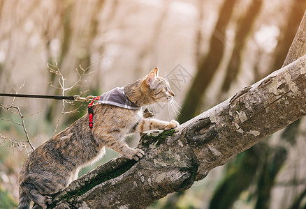 可爱的猫在皮带上爬树图片